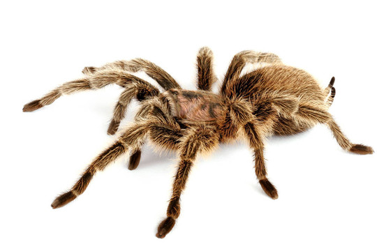 智利紅玫瑰毛蜘蛛（Grammostola rosea）
