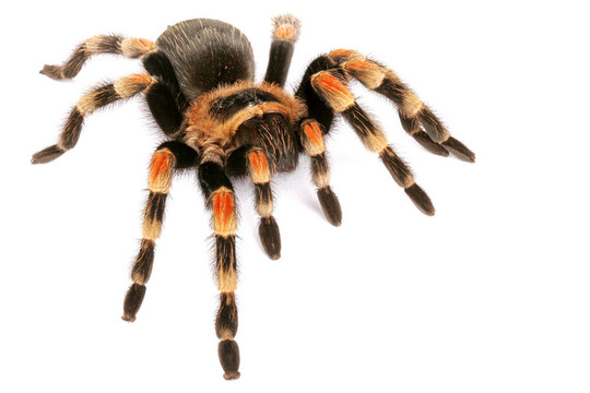 墨西哥紅膝蜘蛛（Brachypelma smithi）。
