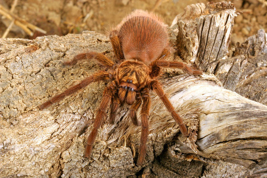 加勒比金灰蜘蛛