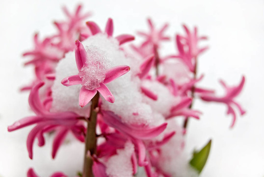 白雪覆蓋的風信子