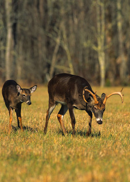 Whitetail Buck和美國能源部