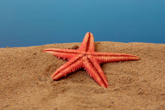 海星