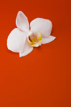 百合花