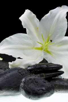 百合花