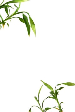 幸運(yùn)竹架