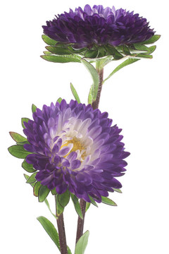 中國(guó)紫菀