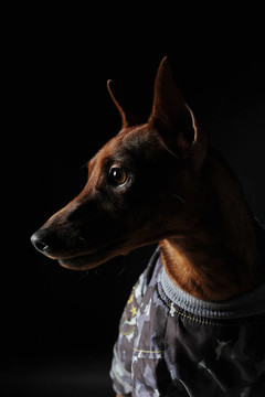 迷你杜賓犬。