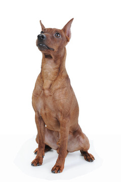 迷你杜賓犬。