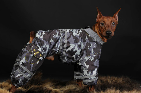迷你杜賓犬。
