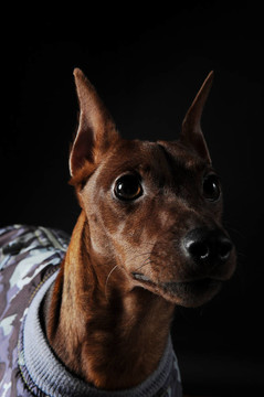 迷你杜賓犬。