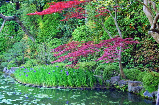 漂亮的日本花園