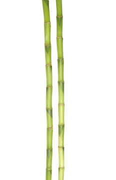 綠色的竹子