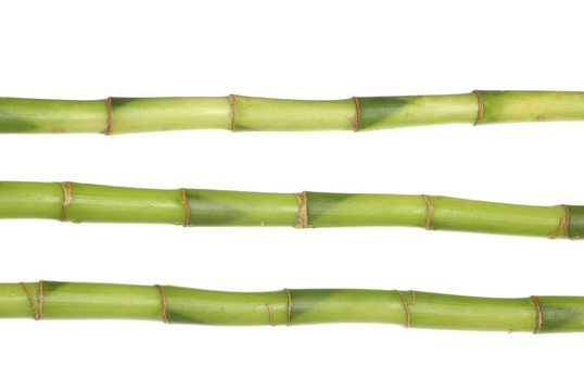 綠色的竹子