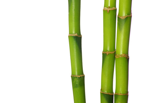 竹