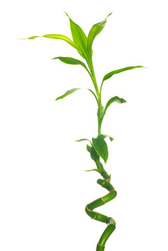 竹