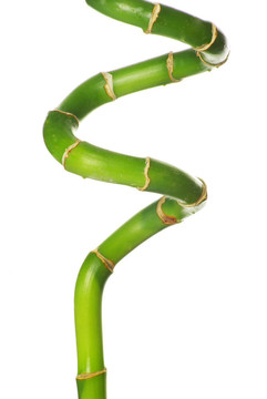 竹