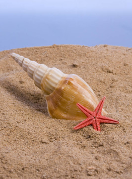 貝殼海星；