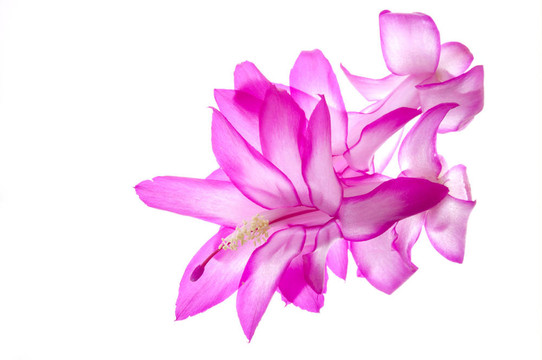 開(kāi)花的圣誕仙人掌