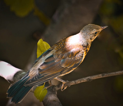 歌鶇（Turdus philomelos）