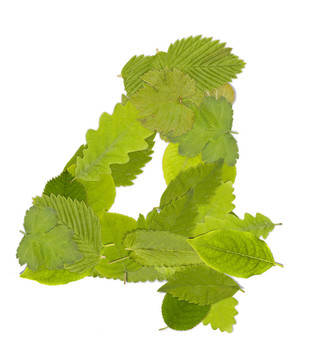 綠葉數(shù)
