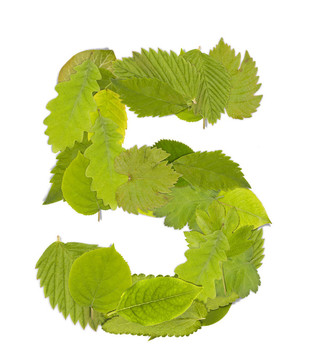 綠葉數(shù)