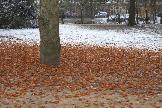 紅色的葉子，樹上的雪
