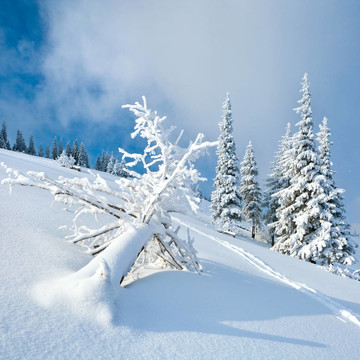 雪景