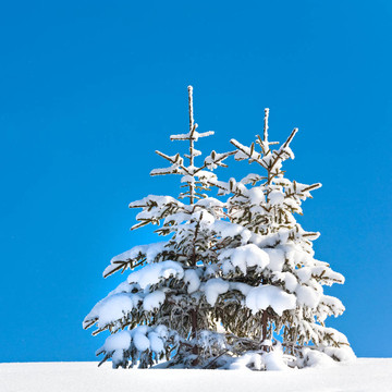 雪景
