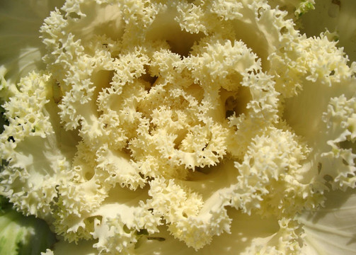 vrassica甘藍(lán)
