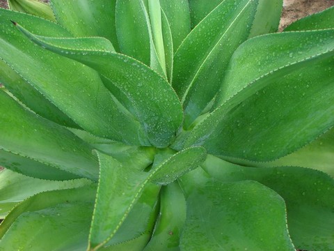 仙人掌類植物