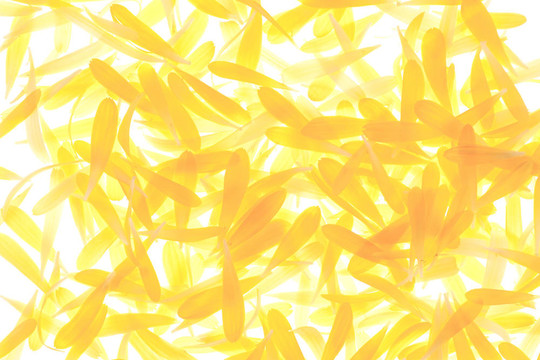 中國(guó)翠菊的花瓣