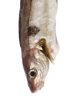 鱈魚