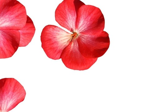 紅色花的圖案
