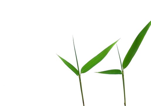 幸運(yùn)竹的葉子