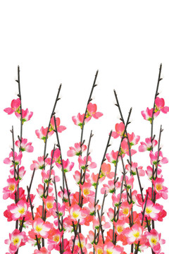 春節(jié)櫻花背景