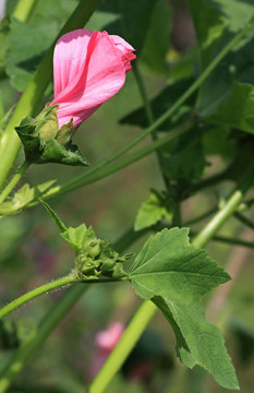 粉紅色的錦葵
