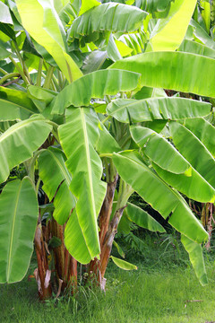 香蕉樹(shù)