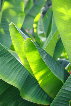 香蕉葉