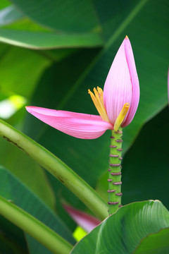 香蕉花
