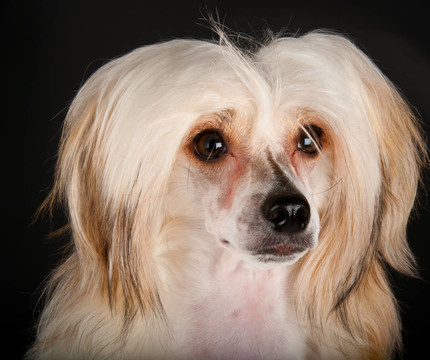 培訓的中國冠毛犬