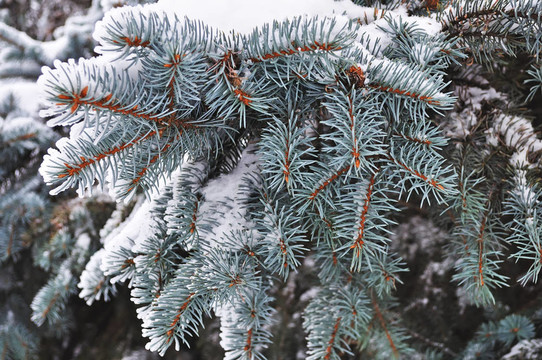 藍(lán)色冷杉枝上的雪