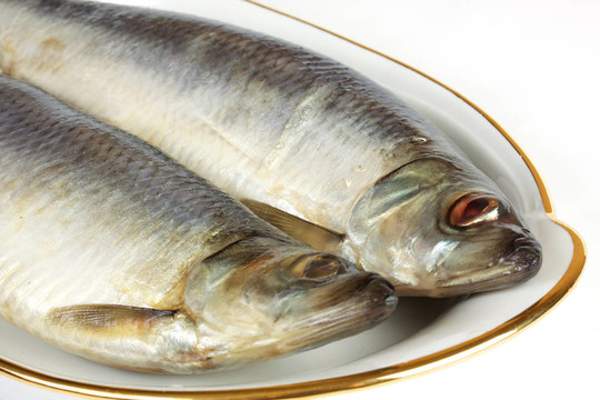 白色背景上腌制的鯡魚