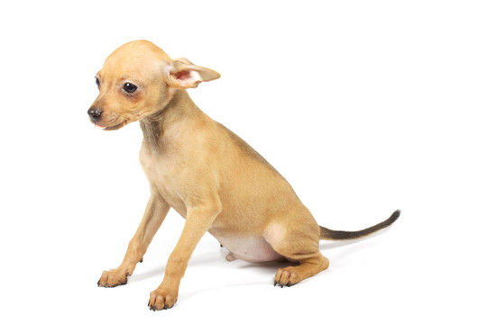 玩具犬的小狗
