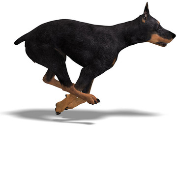 黑色杜賓犬。3D渲染與剪輯路徑和陰影超過白色