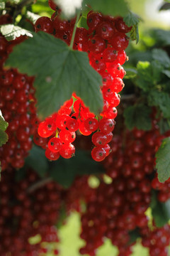 紅醋栗