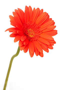 紅色格柏菊花白