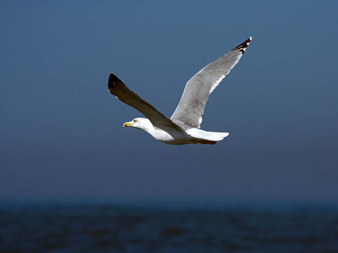海鷗