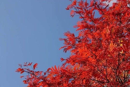 紅羅葉上的藍(lán)色天空背景