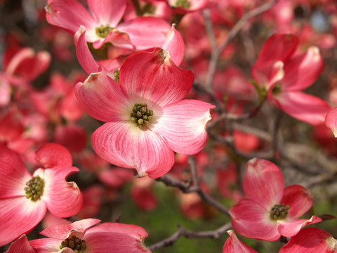 粉紅色的山茱萸樹(shù)花開(kāi)在春天的高度