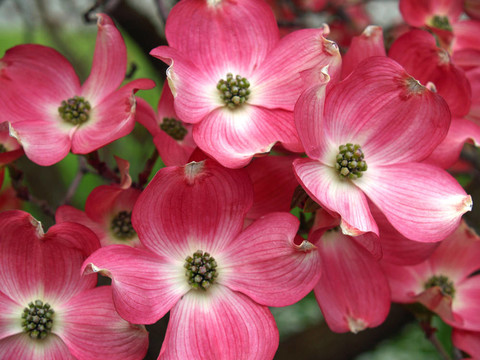 粉紅色的山茱萸樹(shù)花開(kāi)在春天的高度